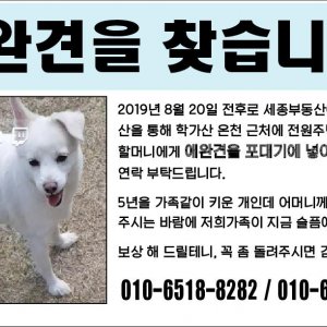 강아지를 찾습니다 믹스견 경상북도 안동시