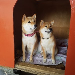 강아지 실종 시바 경기도 광주시