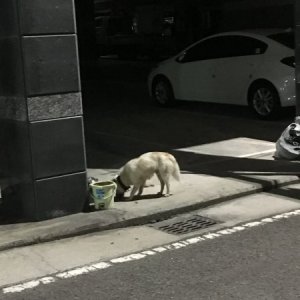 강아지 주인을 찾습니다 강아지 전단지