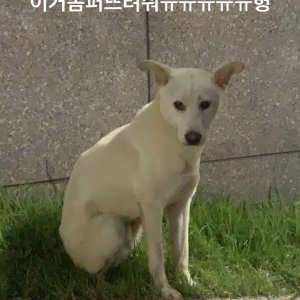 강아지 주인을 찾습니다 강아지 전단지