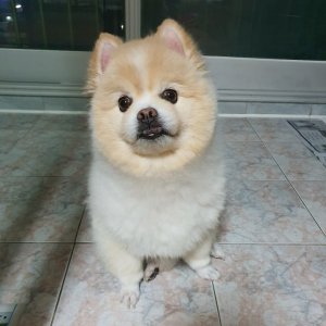 강아지 실종 믹스견 부산광역시 북구