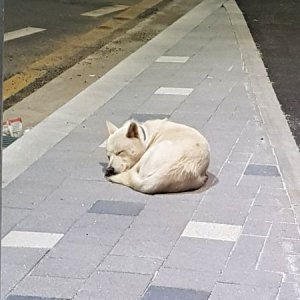 강아지 주인을 찾습니다 강아지 전단지