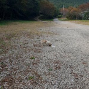 강아지 주인을 찾습니다 강아지 전단지