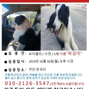 강아지를 찾습니다 보더콜리 경상남도 밀양시