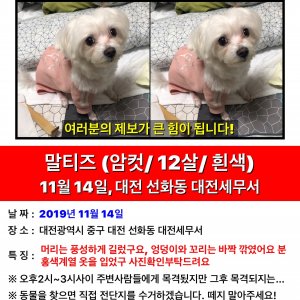 강아지를 찾습니다 강아지 전단지