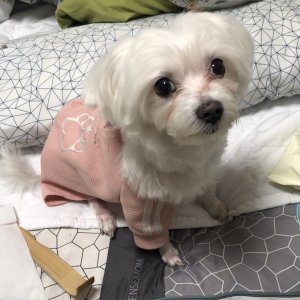 강아지 실종 말티즈 대전광역시 중구
