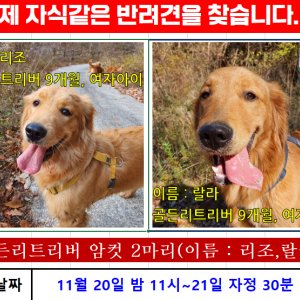 강아지를 찾습니다 골든리트리버 강원도 춘천시