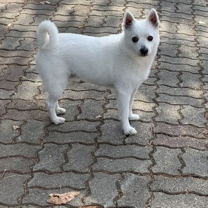 강아지 목격 믹스견 경기도 파주시