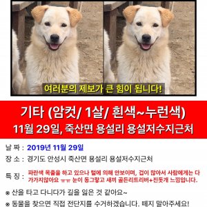 강아지를 찾습니다 강아지 전단지