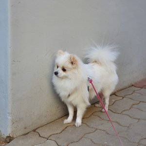 강아지 실종 포메라니언 경기도 고양시 일산서구