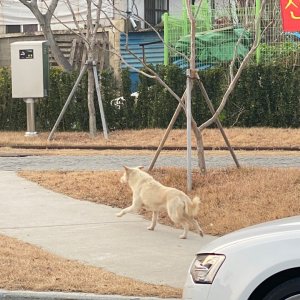 강아지 주인을 찾습니다 진돗개 경상북도 포항시 남구