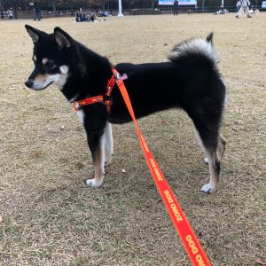 강아지 실종 시바 대구광역시 달서구