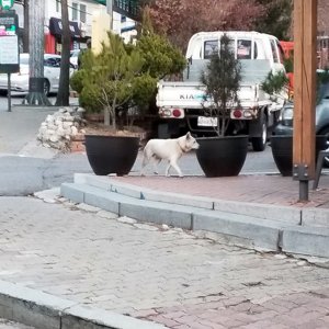 강아지 주인을 찾습니다 강아지 전단지