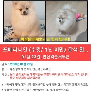 강아지를 찾습니다 강아지 전단지