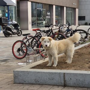 강아지 주인을 찾습니다 믹스견 인천광역시 서구