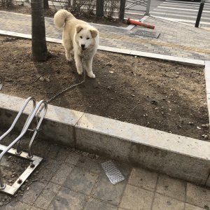 강아지 주인을 찾습니다 강아지 전단지