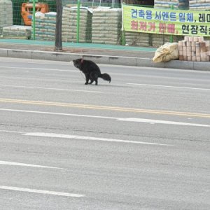 강아지 목격 믹스견 경기도 양주시