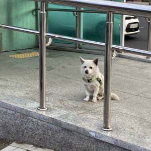 강아지 주인을 찾습니다 믹스견 경기도 고양시 덕양구