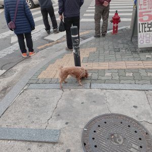 강아지 목격 푸들 서울특별시 광진구