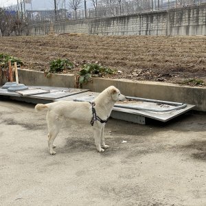 강아지 주인을 찾습니다 믹스견 경기도 오산시