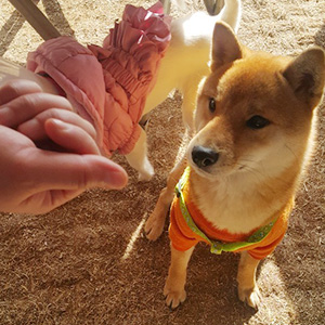 강아지 실종 시바 부산광역시 남구