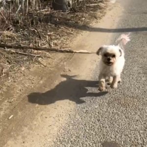 강아지를 찾습니다 말티즈 경기도 양주시