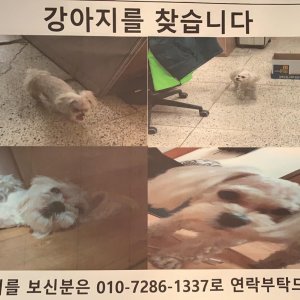 강아지를 찾습니다 말티즈 전라북도 전주시 완산구