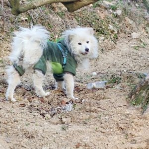 강아지 주인을 찾습니다 강아지 전단지