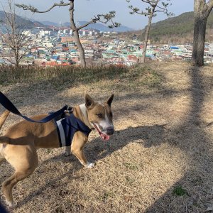 강아지를 찾습니다 불테리어 경상남도 사천시