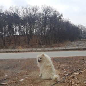 강아지 주인을 찾습니다 제퍼니즈스피츠 경기도 이천시