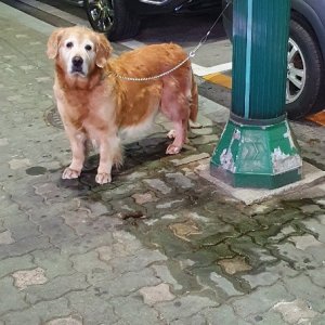 강아지 주인을 찾습니다 강아지 전단지