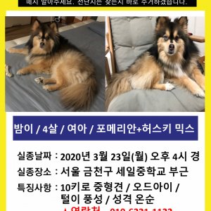 강아지를 찾습니다 믹스견 서울특별시 금천구