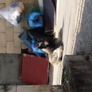 강아지 주인을 찾습니다 강아지 전단지