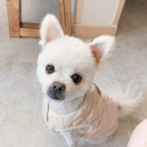 강아지 실종 포메라니언 충청북도 음성군