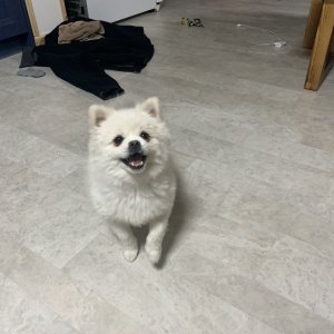 강아지를 찾습니다 강아지 전단지