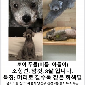 강아지를 찾습니다 푸들/토이푸들 서울특별시 양천구