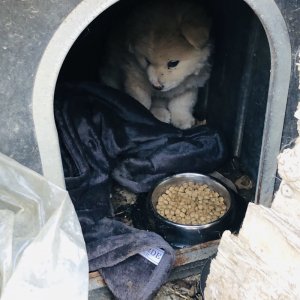 강아지 실종 믹스견 경상북도 칠곡군