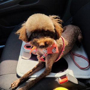 강아지 실종 푸들 서울특별시 도봉구