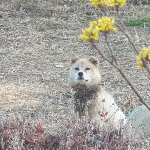 강아지 목격 믹스견 경상북도 경주시