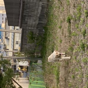 강아지 주인을 찾습니다 강아지 전단지