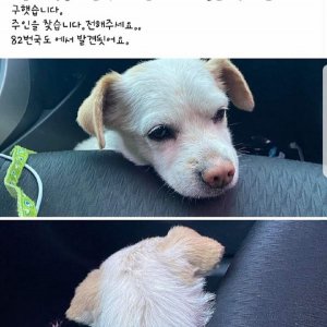 강아지 주인을 찾습니다 강아지 전단지