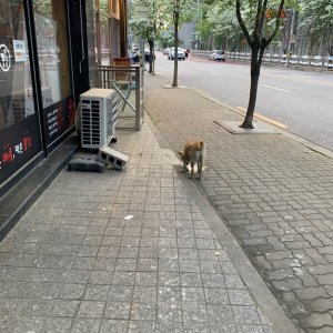 강아지 주인을 찾습니다 강아지 전단지