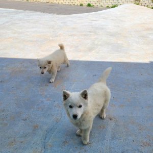 강아지 주인을 찾습니다 믹스견 인천광역시 강화군