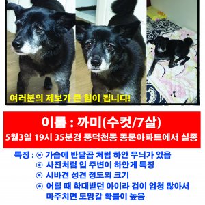 강아지를 찾습니다 믹스견 경기도 용인시 수지구