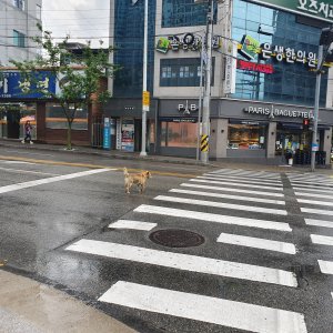 강아지 목격 진돗개 경상북도 구미시