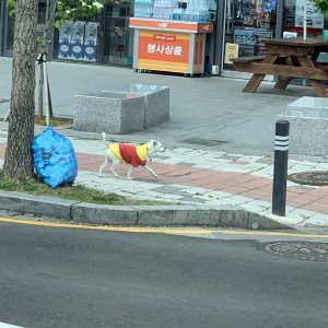 강아지 주인을 찾습니다 강아지 전단지