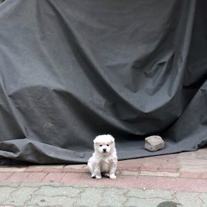 강아지 구조 믹스견 경상북도 칠곡군