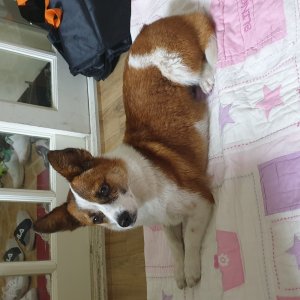 강아지 주인을 찾습니다 강아지 전단지
