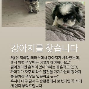 강아지를 찾습니다 강아지 전단지