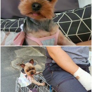 강아지를 찾습니다 강아지 전단지